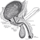 Image for article titled Here's How Ejaculation Actually Works